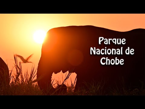 Video: Parque Nacional Chobe: la guía completa