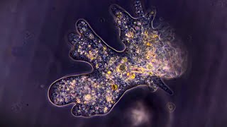 5 minutes of Amoebae the shapeshifters of the microverse