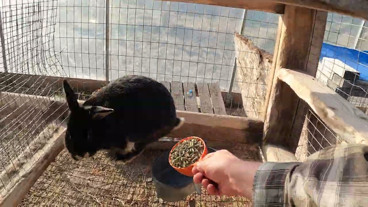 Feeding Rabbits