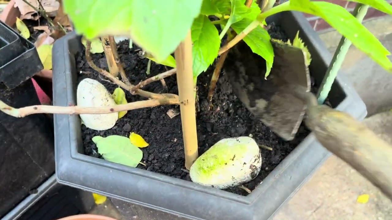 Garlic bulbs and leaves harvesting in 2026 