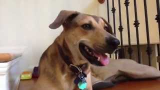 B.j. The Talking Dog