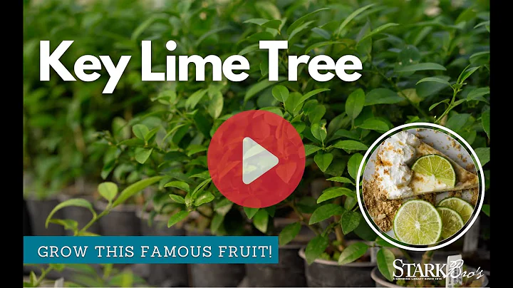 Key Lime Tree - Grow Key Limes at Home