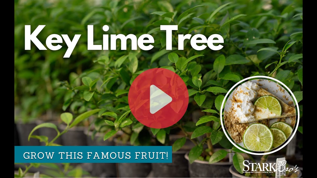 Meyer Lemon Trees - Citrus Trees - Stark Bro's