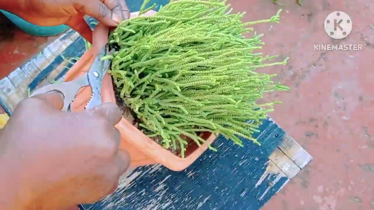 أكثار بعض العصاريات بسهولة