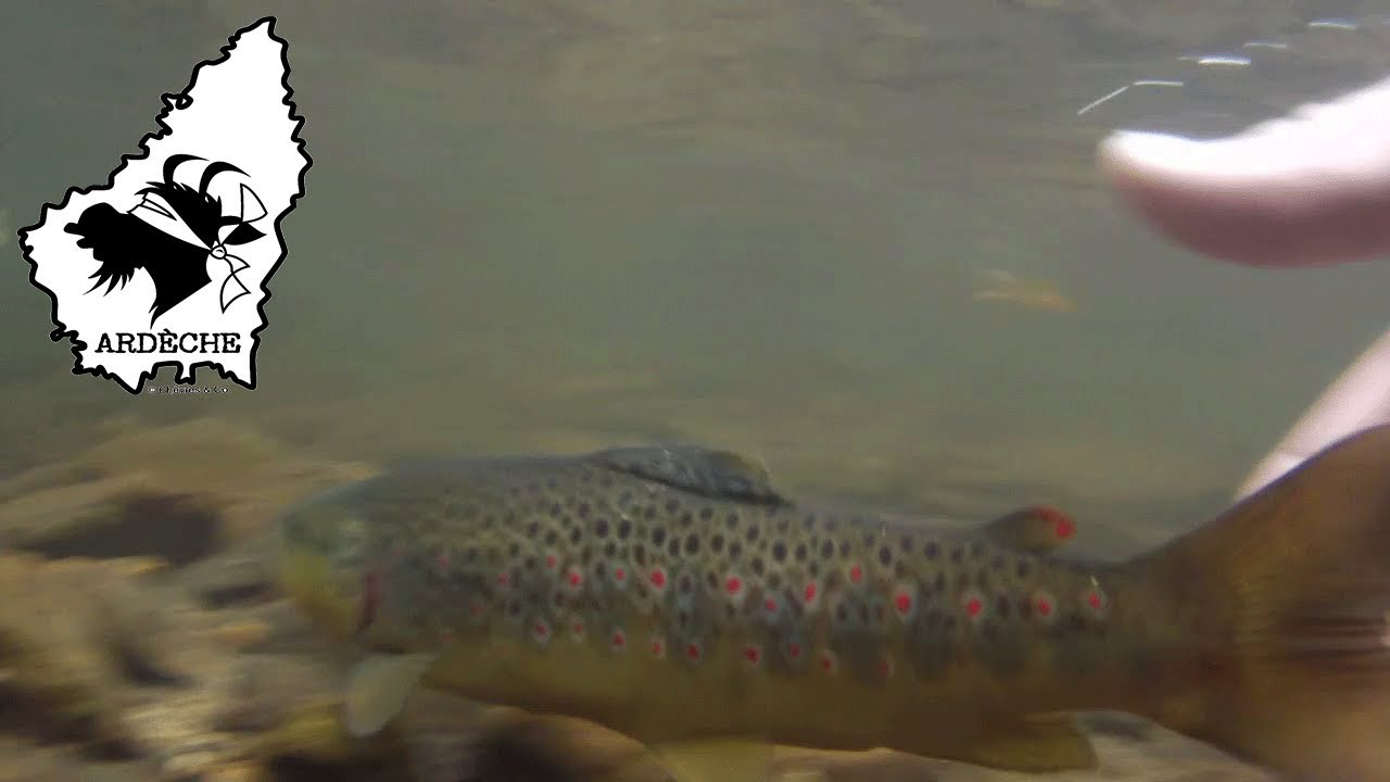 Pêche de la truite en Ardèche YouTube