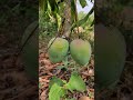 Alphonso Farming | Hapus Aam