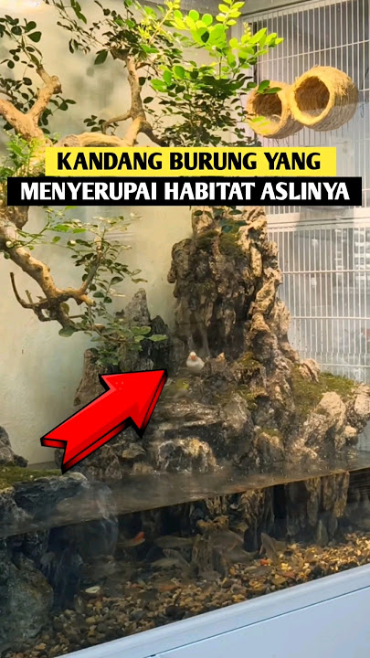 Aquarium designed as a bird cage. INFOSATWA #shorts