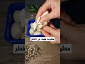 معلومه مهمه عن استخدام وتنظيف الفطر الفطر افكار معلومات مهم