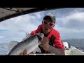 Live UK Fishing - Bass, Mackerel And Pollock Caught On Feathers Plus HUGE Whale!!!