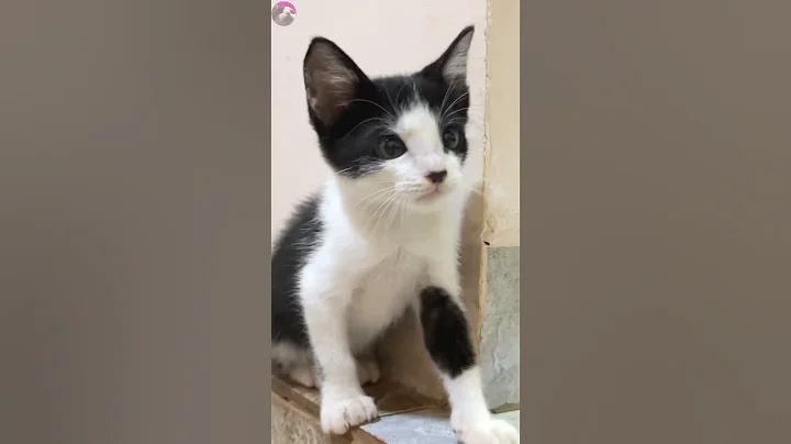 Rescued kitten protecting his house from older cat #shorts - 天天要闻