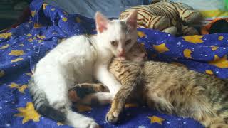 My little sleepy cats