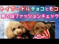 【トイプードル】【犬服】トイプードル　チョコとモコの『第３回ファッションチェック』