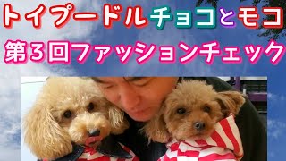 【トイプードル】【犬服】トイプードル　チョコとモコの『第３回ファッションチェック』