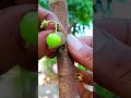 unique grafting technique 😊 🌳#grafting #fblifestyle #gardening #craft #diy