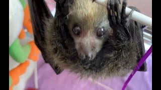 8 baby flying-foxes: I have become octomum