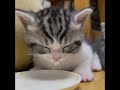 萌竉的迷思67 太累了小奶猫#funny #搞笑 #幽默 #cat #人生 #喵喵 #喵星人 #cute#反應#迷思 #搞笑 #幽默#小奶猫