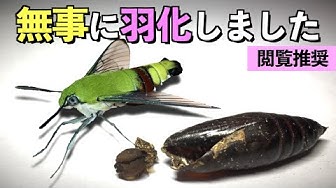 オオスカシバ Youtube