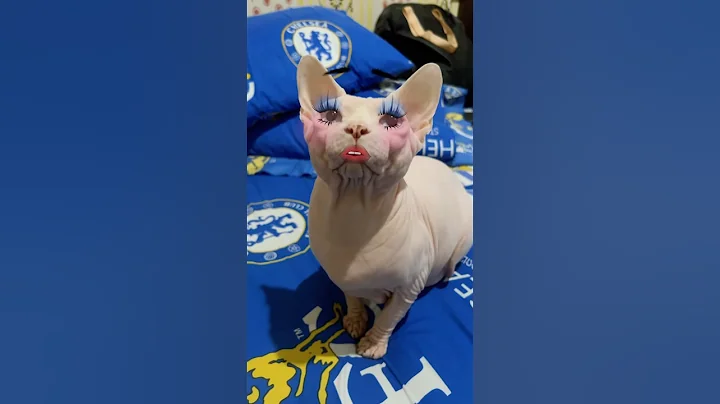 Watch the video about Cat touch up need more 10 menuts 👽🫣‼️ #cat #sphynx #catdance #sphynxcat #catvideos