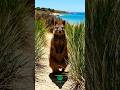 Meet the World’s Happiest Animal, the Quokka #wildlife #animalfacts #naturefacts #australia #shorts