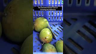 The Extreme Human Cost of Growing the Alphonso