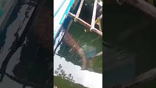 #hatihati Buaya Selambai Bontang gess 28022026 #2