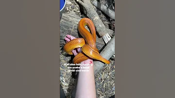 What To Do If Your Snake Bites You 