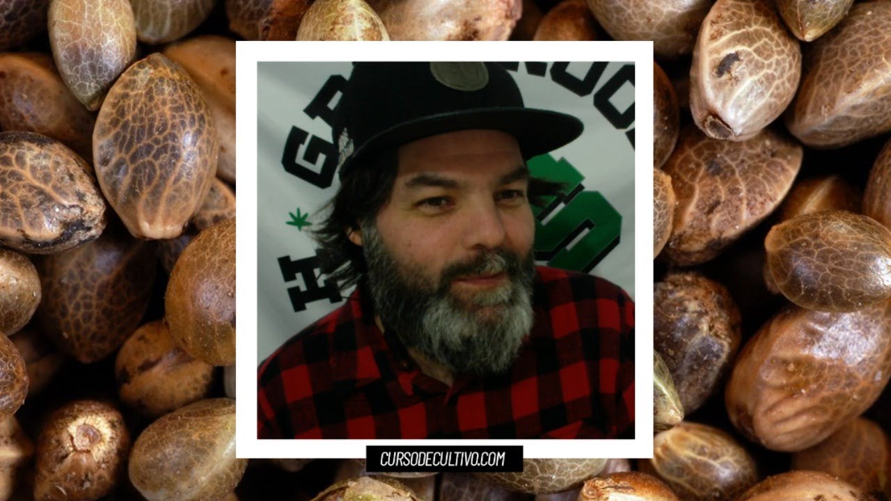 Como conseguir sementes de Cannabis