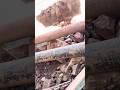 Loader Feeding Giant Rocks Into Hammer Crusher Machine | Satisfying Stone Crushing #construction