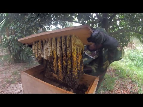 วีดีโอ: คุณเก็บผึ้งให้ห่างจากลาเวนเดอร์ได้อย่างไร?