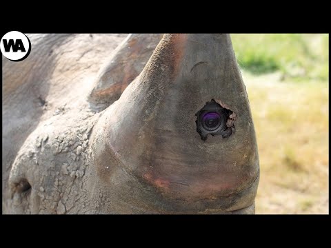 Видео: Для какой части браконьерства используется слон?