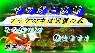 【サワガニ 飼育】簡単サワガニ水槽の作り方～プラケースの中を沢蟹の森に～