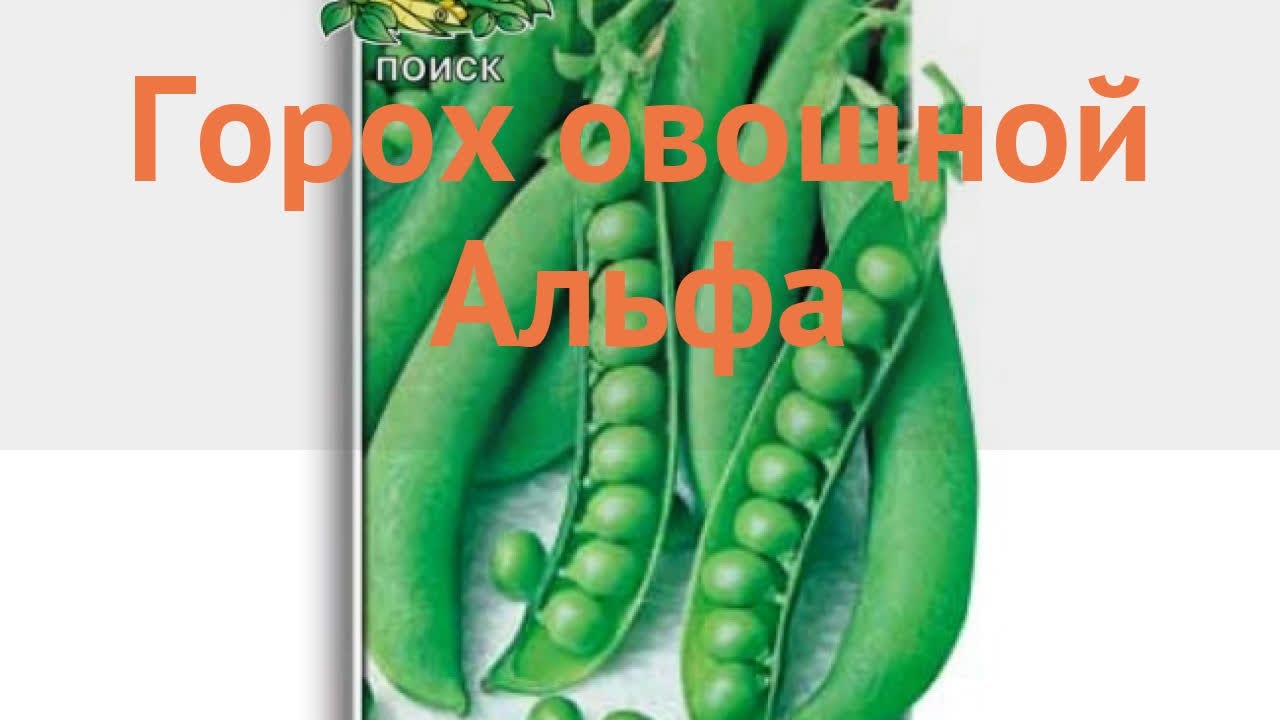 Горох Овощной Горох овощной Альфа – купить семена в интернет-магазине Лафас доставкой по Москве, Московской области и России