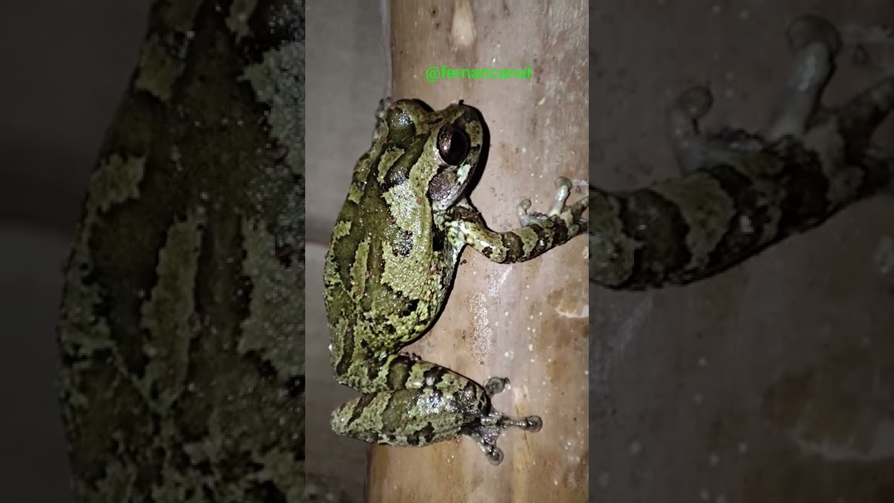 El canto de los sapos después de la lluvia🌧️🌎😍