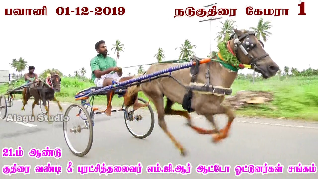 பவானி 01-12-2019 நடுகுதிரை | Bhavani  45inch Horse Rekla race