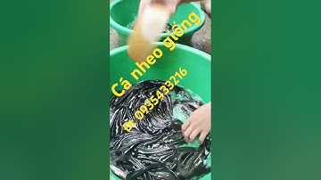 nheo giống ai cần alo em SIHP các tỉnh 👍 đt 0935433216