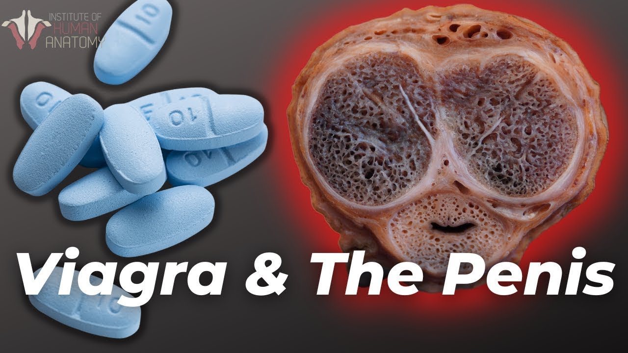 Erections Gone Wrong: What Viagra Does to the Penis 