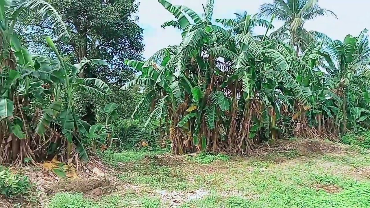 SUBDIVIDED LOT AREA FOR SALE IN LILIW LAGUNA 🙏😇❤️ TAX DECLARATION APPROVED 👌🆗