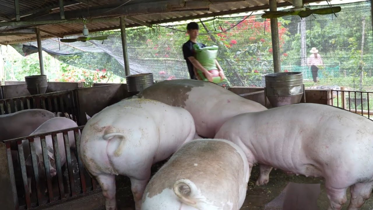 Traders do not buy big fat pigs. Kieu's son helps his mother take care of the pigs. Ep 382