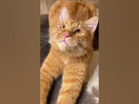 Шляпки в игре!🤩🎩 - YouTube