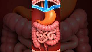 What Happens To Your Gut If You Eat Asafetida (Hing)? 🌿