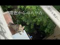 侵入経路が判明した居候の猫(This is how the cat that lives in the house comes in)