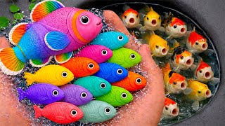 Serok ikan warna-warni akuarium, ikan hias air tawar, ikan mas, ikan koi, ikan komet, belut kecil