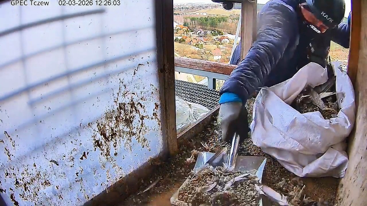 Porządkowanie gniazda Tczew 2 03 2026 sokoły wędrowne