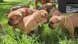 Bulldozercontibulls litter D ❤ 4 weeks continental bulldog puppies ❤ first garden adventure ❤