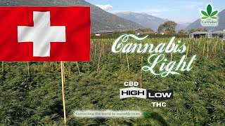 Cannabis Light High Cbd, Low Thc. A New Hype? Cannabis News Network