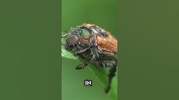 Garden Chafer Beetles Ultra Macro | Forest Sound ASMR Bugs #macrophotography