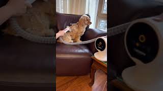 Evcil Hayvan Tıraşı Artık Çok Kolay! 🐾 | Xenon Smart 5’i 1 Arada Set