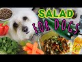 Salad for Dogs, Healthy recipes, coton de tulear I Lorentix