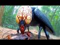 Most Dangerous Insects In The World Mp3 Song