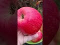 🍎ЯБЛОНЯ ХАНИ КРИСП